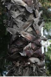 Photo Textures of Exotic Plants